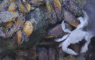A Bathymodiolus azoricus mussel assemblage in a diffusion area at the Lucky Strike vent field along the mid-Atlantic ridge. Copyright Ifremer.